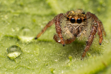 Close up of jumping spider colorful on nature green leaf plant background.