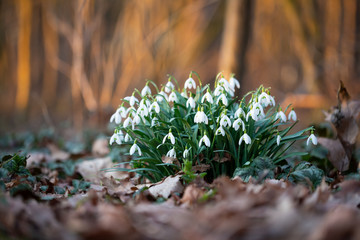 Spring flower snowdrop is the first flower in the end of winter and the beginning of spring.