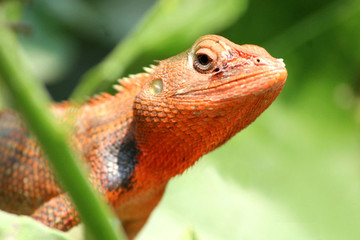 lizard