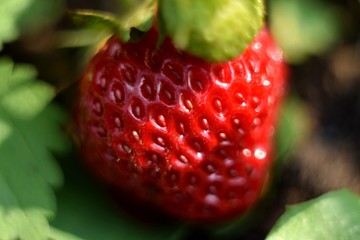 fresh red strawberry