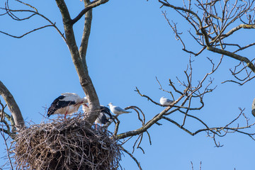 Storchennest auf dem Baum