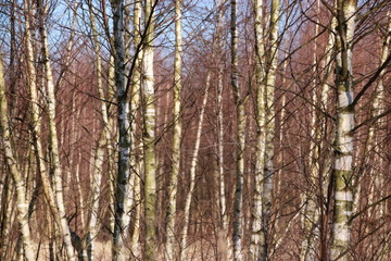 Early spring, birch grove.