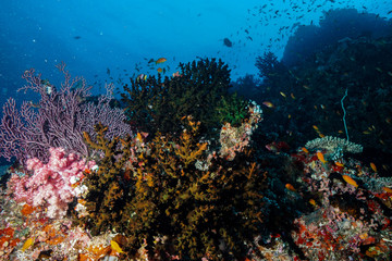 Naklejka na ściany i meble Coral Reef at the Maldives 