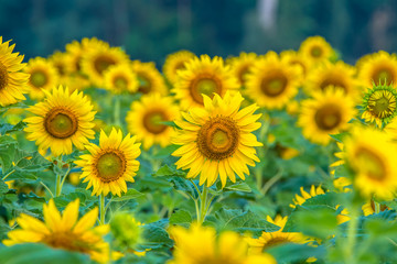 Obraz premium Sunflower field3