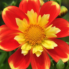 Beautiful and vibrantly colorful Flower Portraits