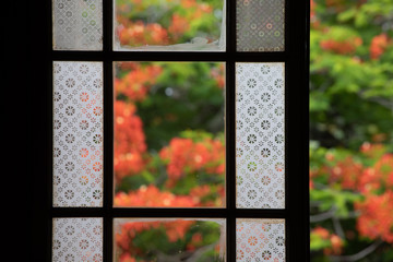 window with leaves