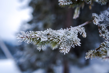 Fir tree branch with snow on it