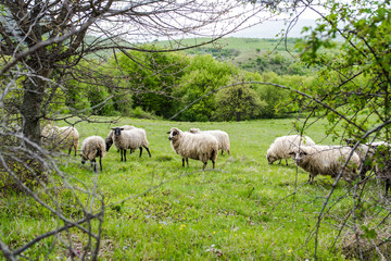Naklejka na ściany i meble Sheep herd grazing fresh grass. Spring image. Bulgaria, Eastern Europe