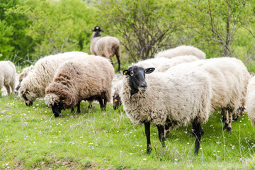Obraz premium Sheep herd grazing fresh grass. Spring image. Bulgaria, Eastern Europe