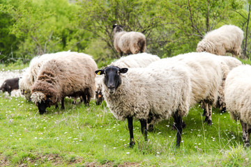 Fototapeta premium Sheep herd grazing fresh grass. Spring image. Bulgaria, Eastern Europe