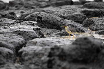 Sea bird on rocks in Mauritius
