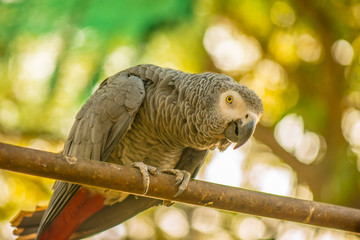 Fototapeta premium Birds in the cage 5