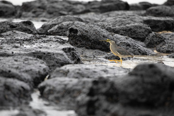 Sea bird on rocks in Mauritius