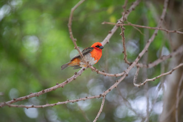 Mauritius red fody on a branch