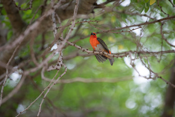 Mauritius red fody on a branch