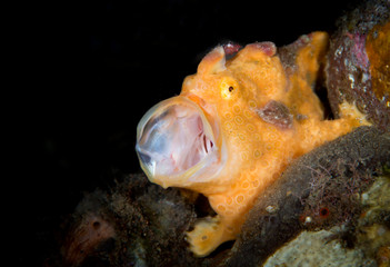 Amazing underwater world - Painted frogfish - Antennarius pictus. Tulamben, Bali, Indonesia.
