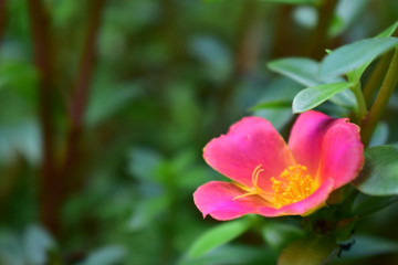 yellow and pink flowers