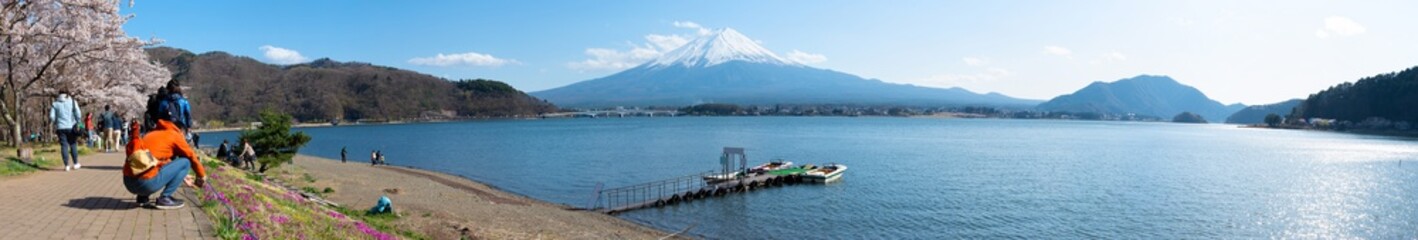 View of Mount Fuji with full bloom pink cherry tree flowers at Lake Kawaguchi Park in springtime sunny day and blue sky natural background. Fujikawaguchiko Cherry Blossoms Festival. Yamanashi, Japan