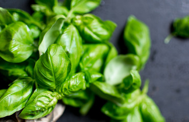 fresh basil bouquet with leaf detail and black background