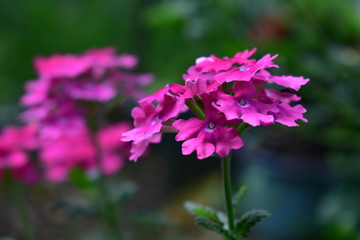 Small purple flowers