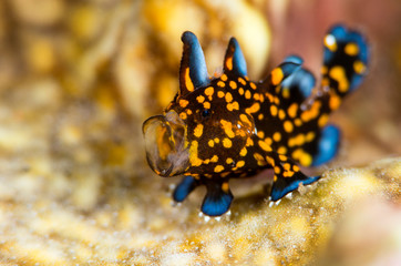 Amazing underwater world - Painted frogfish - Antennarius pictus. Tulamben, Bali, Indonesia.