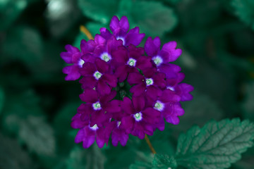 Fototapeta na wymiar dark purple flowers