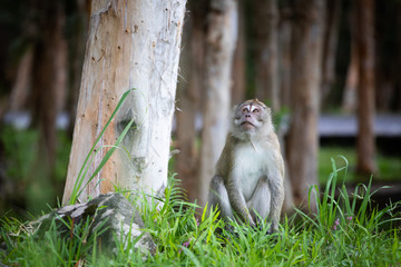 Crab eating macaque Mauritius
