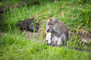 Crab eating macaque Mauritius