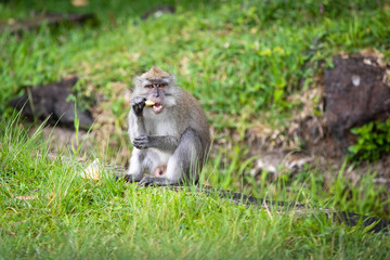 Crab eating macaque Mauritius
