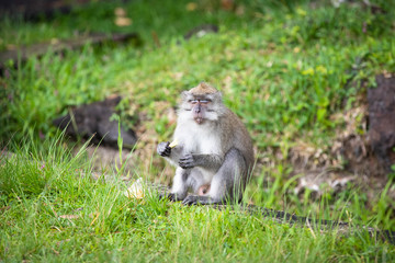 Crab eating macaque Mauritius