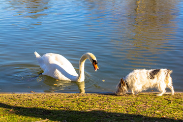 swan and dog. Swan in the pond and dog on the shore. Swan and dog getting acquainted