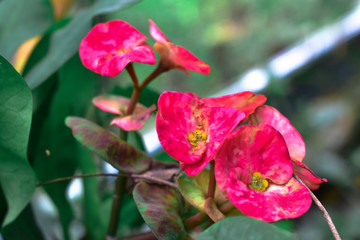 Red and pink flowers
