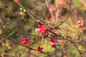 flowering cherry branches, in early spring. Deep blurred background.