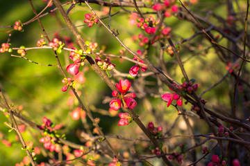 flowering cherry branches, in early spring. Deep blurred background.