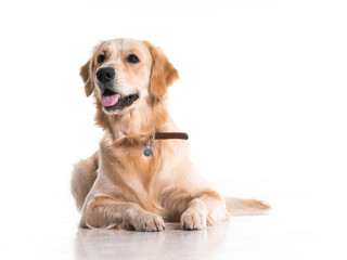 labrador dog on white background