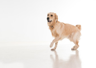 labrador dog on white background