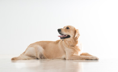 labrador dog on white background