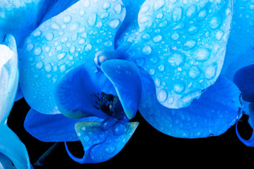 Macro capture of a blooming blue Phalaenopsis Orchid flower with the focus on the center of the...