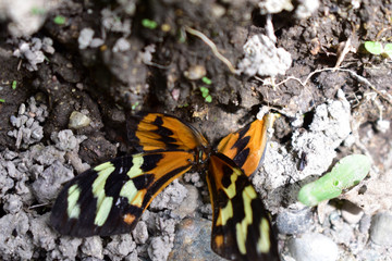 A death beautifly