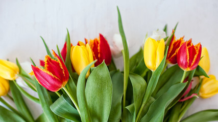 Tulips on a light background. Top view