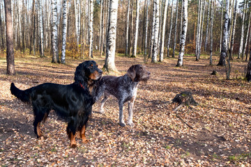  Dog breed Setter Gordon and dog breed drathaar standing  in autumn forest