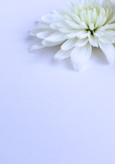 Delicate white chrysanthemum flowers on white background