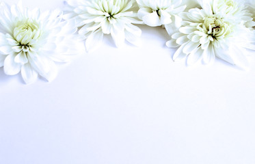 Delicate white chrysanthemum flowers on white background