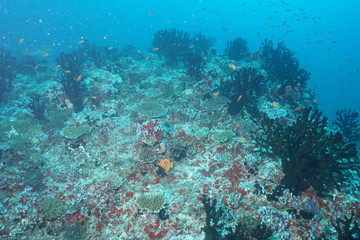 Naklejka na ściany i meble Coral Reef at the Maldives 