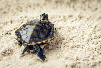 Common Slider, also known as Cumberland Slider Turtle, Red-eared Slider Turtle, Slider (Trachemys...