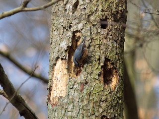 Obraz premium Kleiber sucht Insekten an abgestorbener Erle