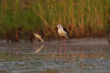 white ibis in the water