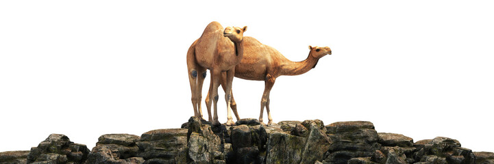 Camels on a beautiful sunset. 3d rendering