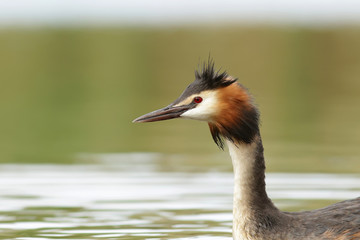 portrait of a crane