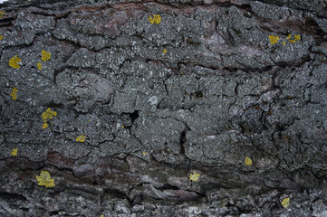 chestnut bark background texture usual